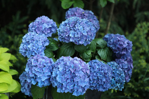 Hydrangea macrophylla w donicy obok żółtej hosty