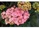 Hydrangea macrophylla