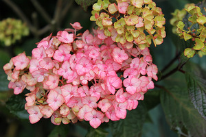 Hydrangea macrophylla