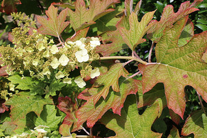 Hydrangea quercifolia