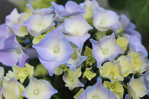 Hydrangea macrophylla "Bella"