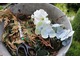Czyszczenie kwiatostanów hortensji przy okazji innych prac pielęgnacyjnych  w ogrodzie