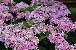 Hydrangea macrophylla "Romance"