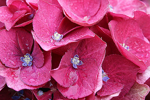 Hydrangea macrophylla