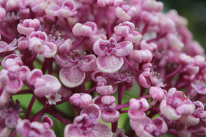 Hydrangea macrophylla "Ayesha"