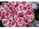 Hydrangea macrophylla "Edgy Hearts" o dwubarwnych płatkach