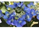 Hydrangea macrophylla "Blaumeise"