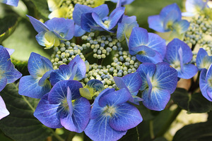 Hydrangea macrophylla "Blaumeise"