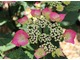 Hydrangea macrophylla "Zorro" o różowych kwiatach