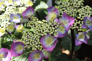 Hydrangea macrophylla "Zorro Blue"