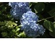 Hydrangea macrophylla "Mousseline"