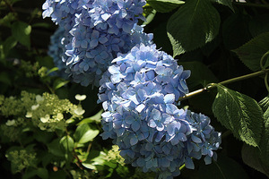 Hydrangea macrophylla "Mousseline"