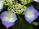 Hydrangea macrophylla