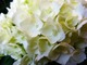  Hydrangea macrophylla Endless Summer Collection  "The Bride" kwitnie na pędach tegorocznych