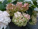  Hydrangea macrophylla Endless Summer Collection "The Bride"