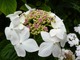 Hydrangea macrophylla