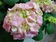 Hydrangea macrophylla "Rosita"