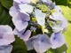 Hydrangea macrophylla "Meissen"