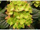Hydrangea macrophylla "Schloss Wackerbarth" - rozwinięte kwiaty są trójkolorowe