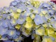 Hydrangea macrophylla "Bella"