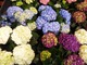 Kolekcja hortensji ogrodowych - trudno się zdecydować, którą wybrać
