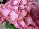 Hydrangea macrophylla