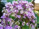 Hydrangea macrophylla "Ayesha"