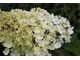 Hydrangea paniculata "Renhy" VANILLE FRAISE - jej kwiaty mocno różowieją