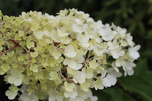 Hydrangea paniculata "Renhy" VANILLE FRAISE - jej kwiaty mocno różowieją