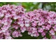 Hydrangea macrophylla "Ayesha"