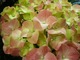 Hydrangea macrophylla "Leichtfeuer"