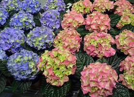 Hydrangea macrophylla na wystawie w Essen