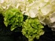 Hydrangea macrophylla "Schneeball"