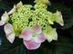 Hydrangea macrophylla "Weesenstein Bicolor"