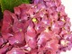 Hydrangea macrophylla "Hot Red Lila"