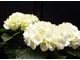 Hydrangea macrophylla "Schneeball"