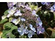 Hydrangea macrophylla "Shojo"
