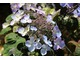 Hydrangea macrophylla "Shojo"