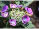 Hydrangea macrophylla "Nachtingall"