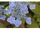 Hydrangea serrata yezoensis "Veerle"