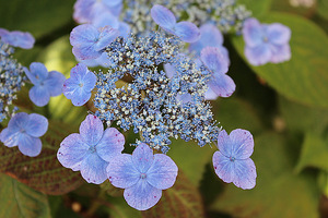 Hydrangea serrata yezoensis "Veerle"