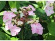 Hydrangea macrophylla "Dr Jean Varnier"