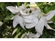 Clematis "Beautiful Bride"