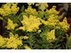 Solidago "Little Lemon"