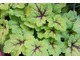 Heucherella "Stoplight"