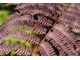 Albizia julibrissin "Summer Chocolate"