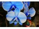 Phalaenopsis o ciekawej barwie