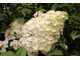 Hydrangea paniculata Sunday Fraise "Rensun" o wielkich kwiatostanach