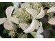 Hydrangea paniculata "Great Star"