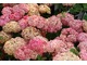 Hydrangea arborescens "NCHA1" Invincibelle